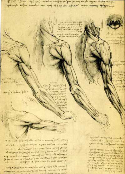 Anatomical drawing by Leonardo de Vinci.