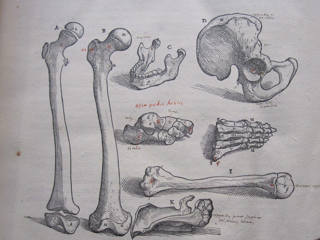 illustration of bones from Vesalius textbook